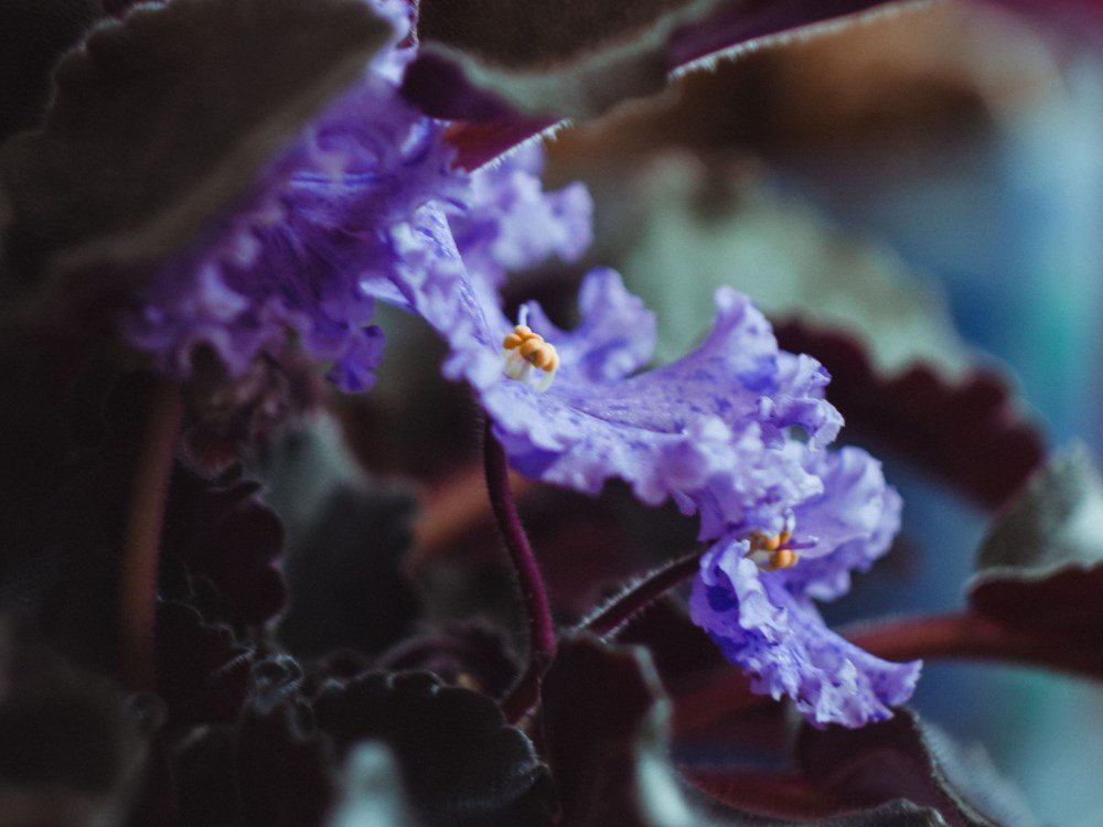 Why Your African Violet Has Too Many Leaves and How to Fix It Why Your African Violet Has Too Many Leaves