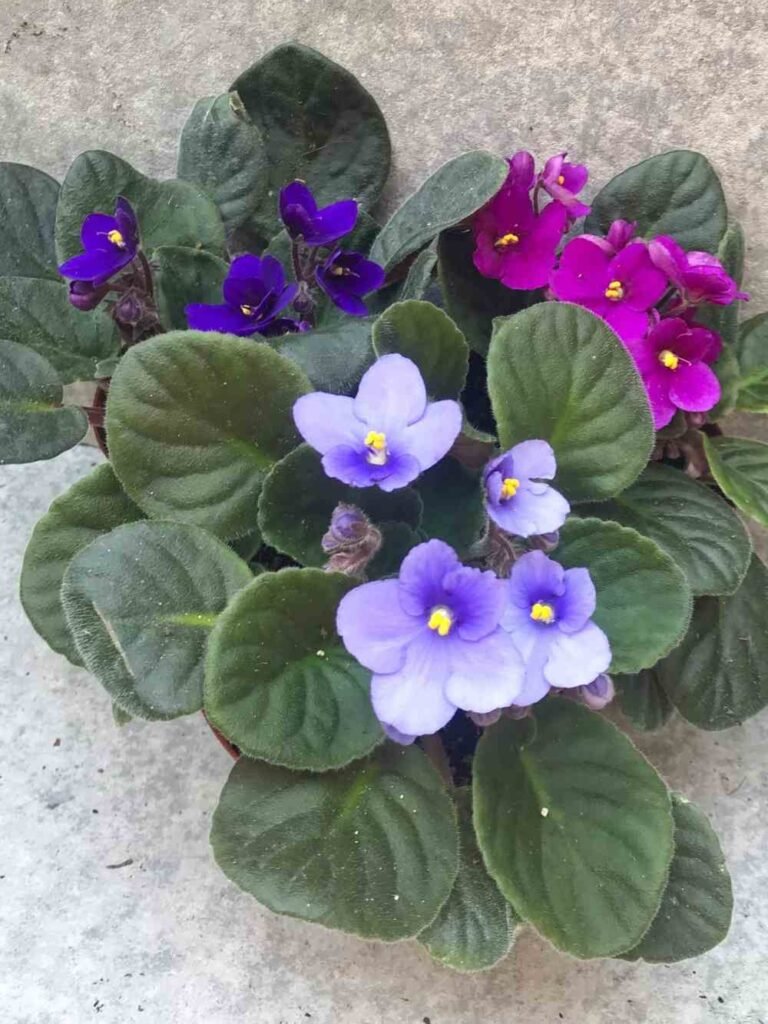 Why Your African Violet Has Too Many Leaves