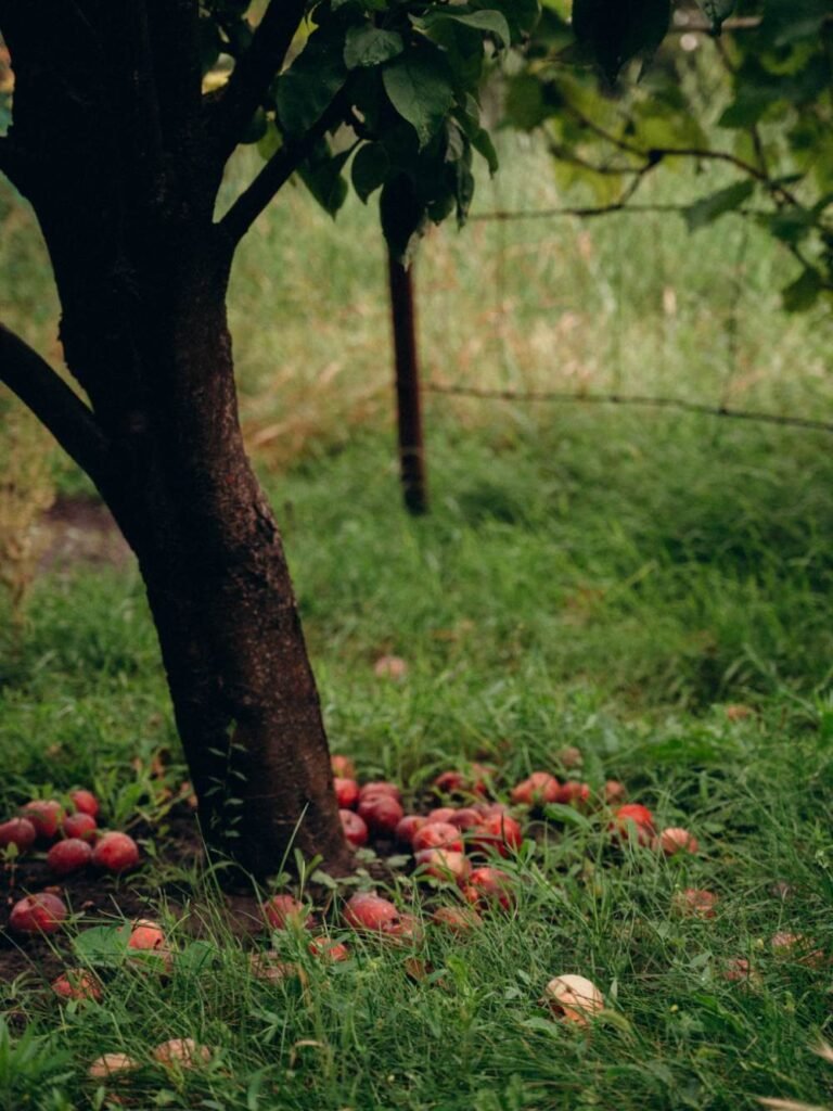 Why Your Apple Tree Is Not Growing and How to Fix It