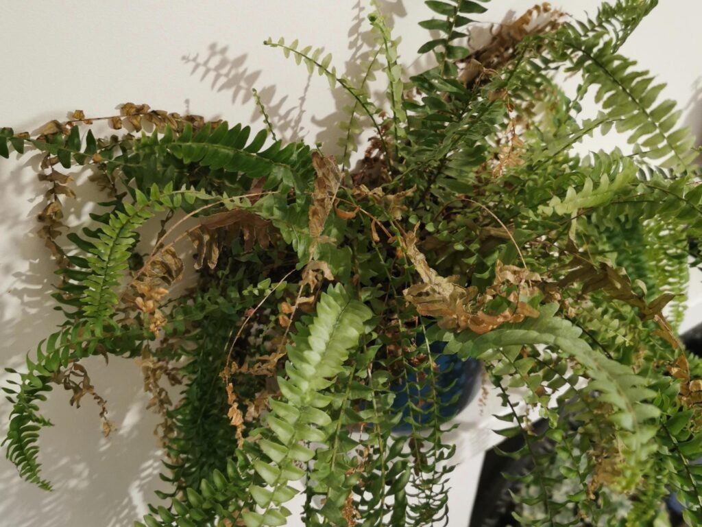 Why Your Boston Fern Has Dry Leaves and How to Save It Why Your Boston Fern Has Dry Leaves