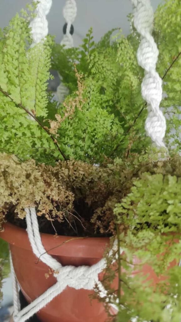 Why Your Boston Fern Has Dry Leaves