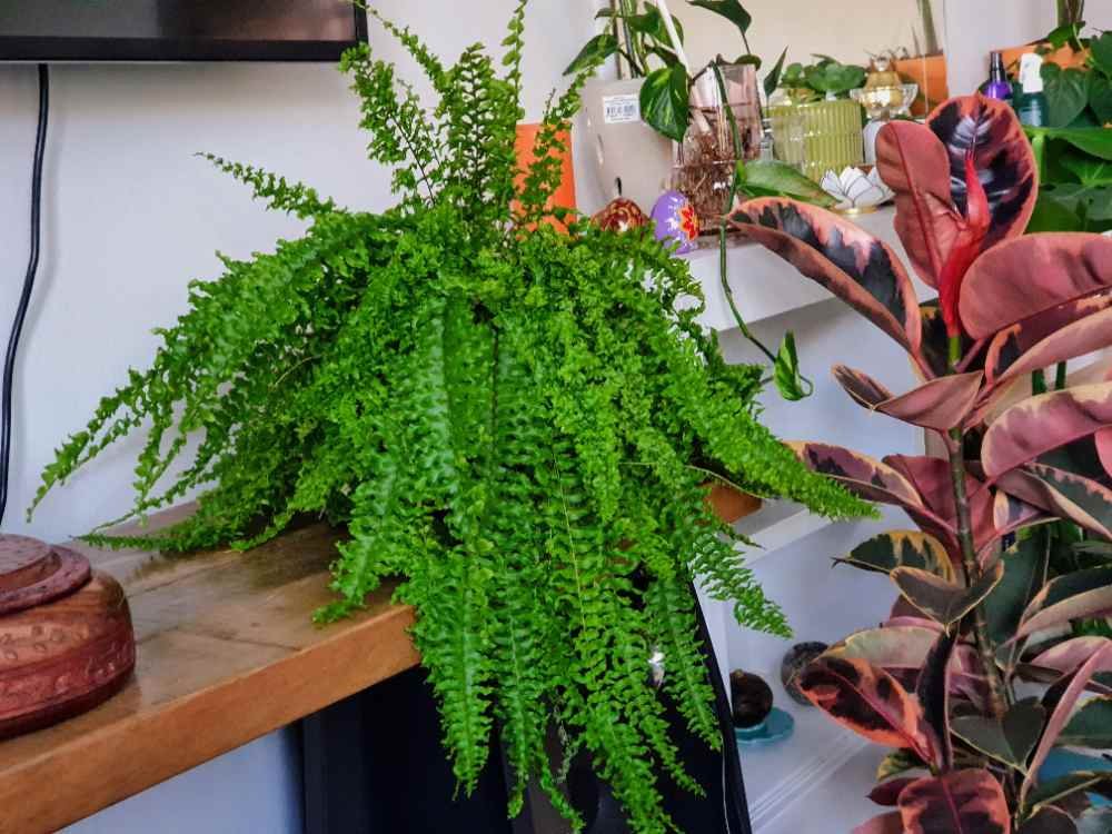 Why Your Boston Fern Has Dry Leaves