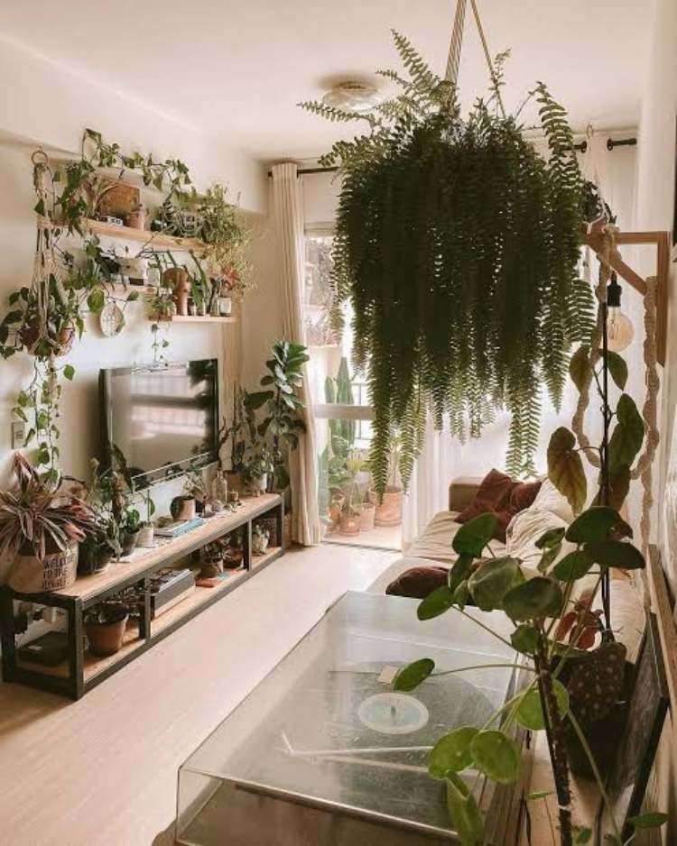 Why Your Boston Fern Has Dry Leaves2