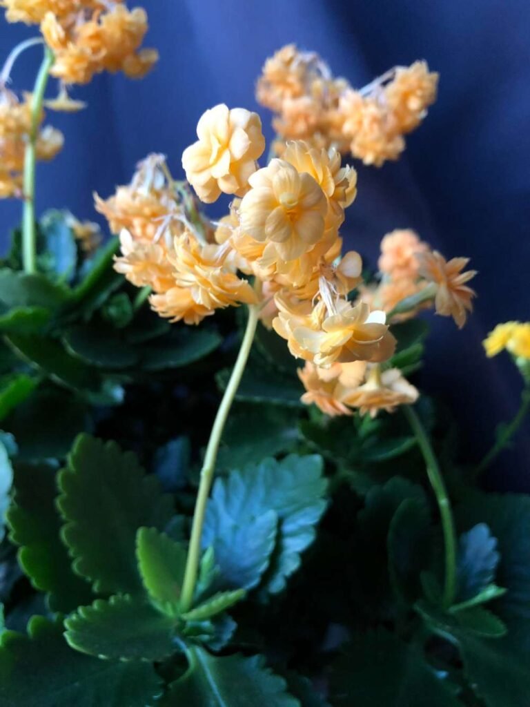 Why Your Kalanchoe Flowers Are Dying