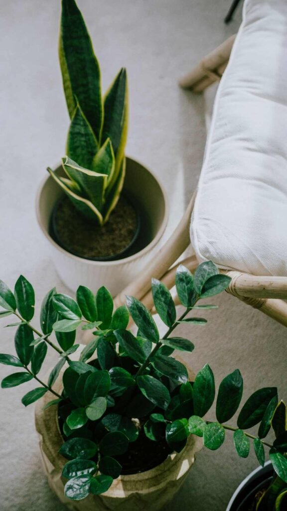 ZZ Plant vs Snake Plant
