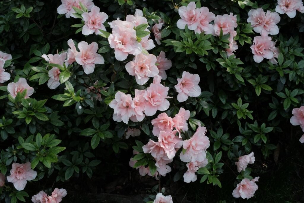 Why Rhododendrons Fail to Bloom and How to Fix Them Why Rhododendrons Fail to Bloom and How to Fix Them