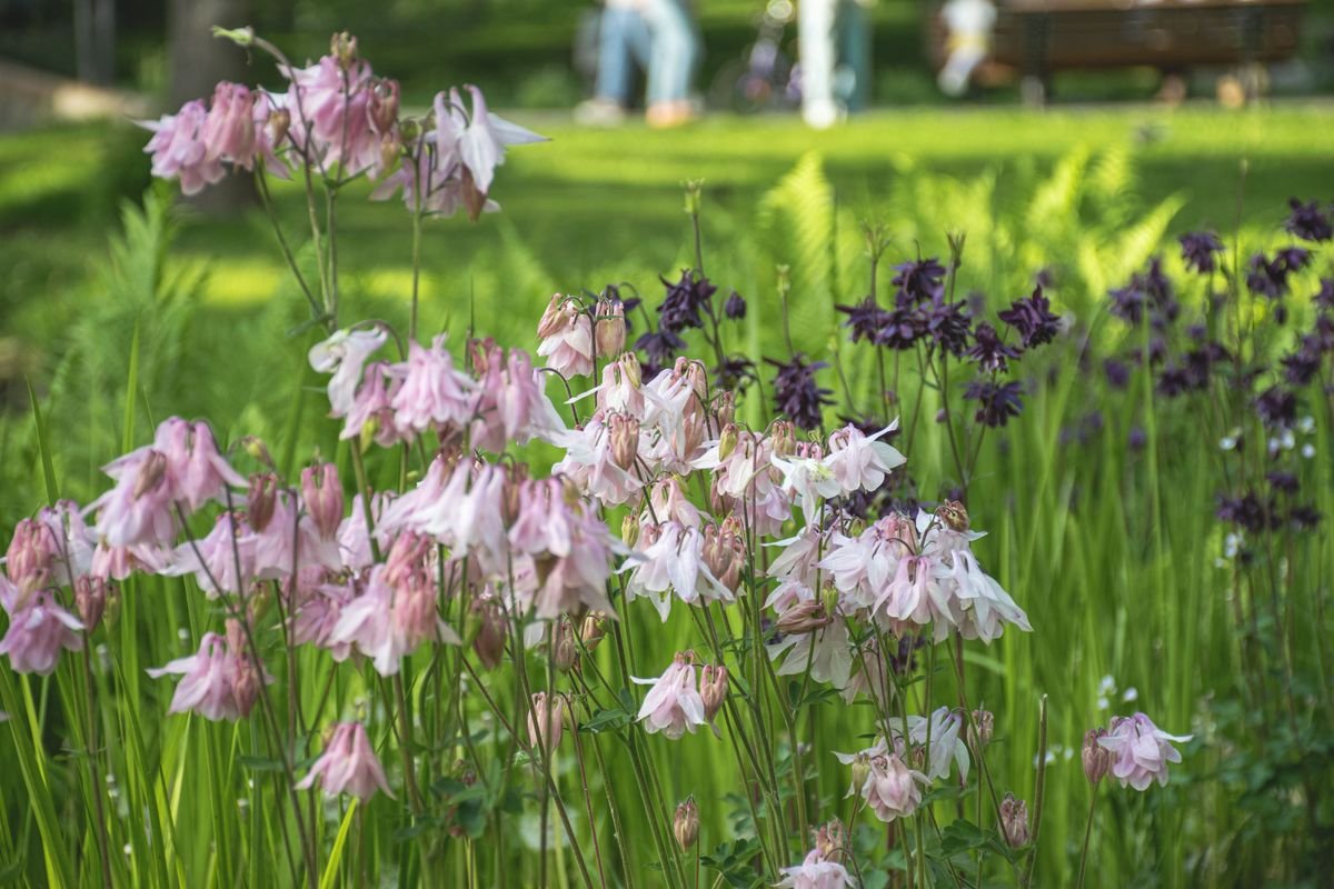 Attract Natural Predators to Your Garden for Easy Pest Control