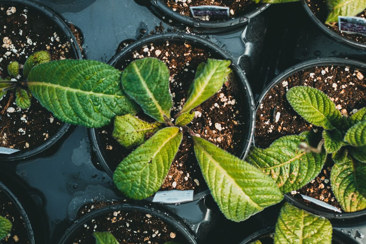 How to Grow a Cherry Tree From a Pit