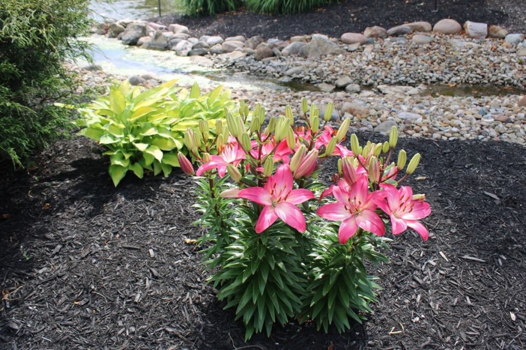 Can You Mix Rubber Mulch With Wood Mulch in the Garden Can You Mix Rubber Mulch With Wood Mulch in the Garden