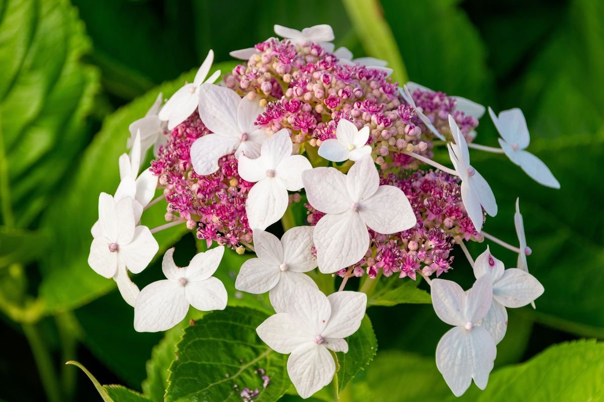 How to Make Your Hydrangeas Bloom with Vibrant Flowers