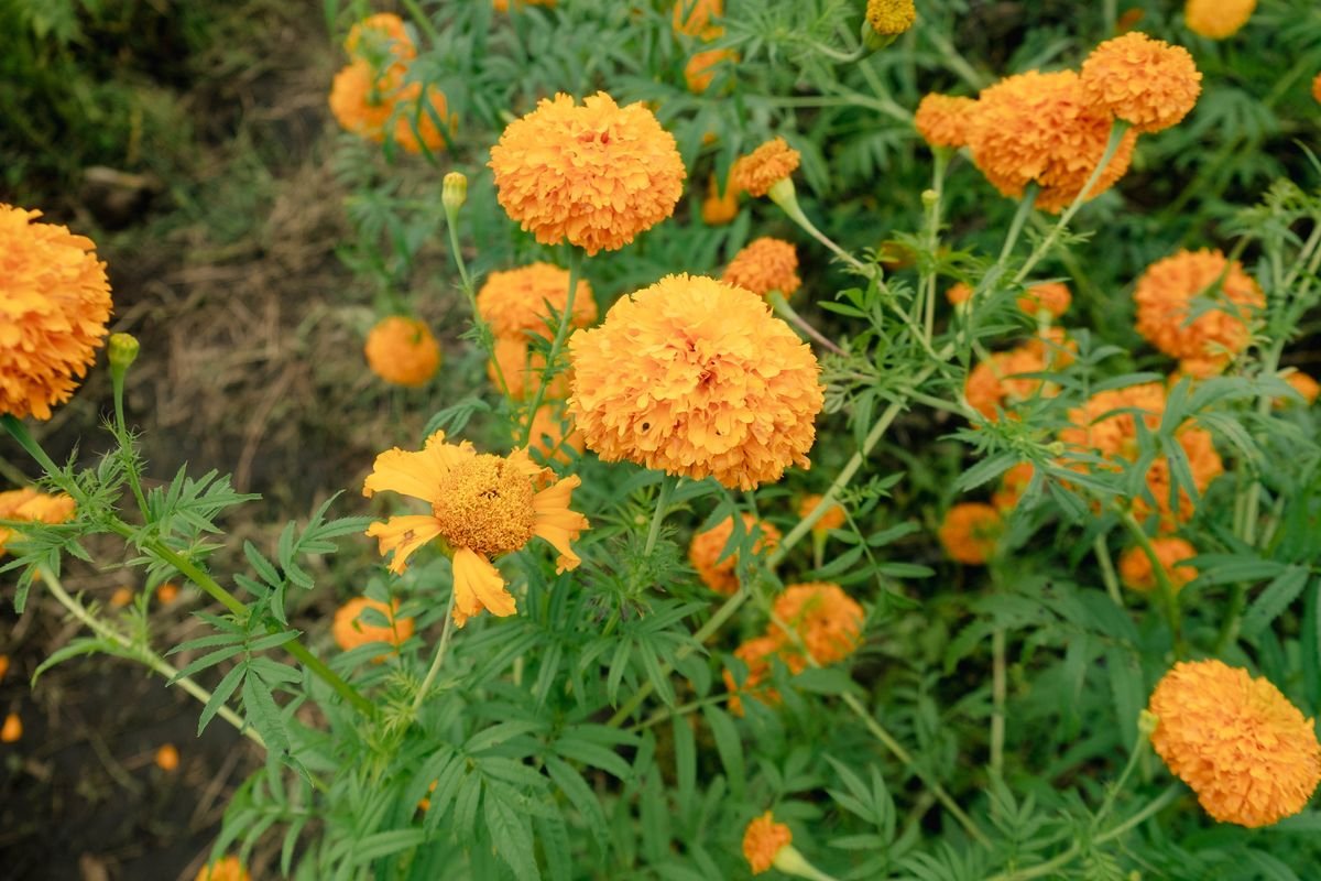 Companion Planting in Raised Bed Gardens for Bigger Harvests