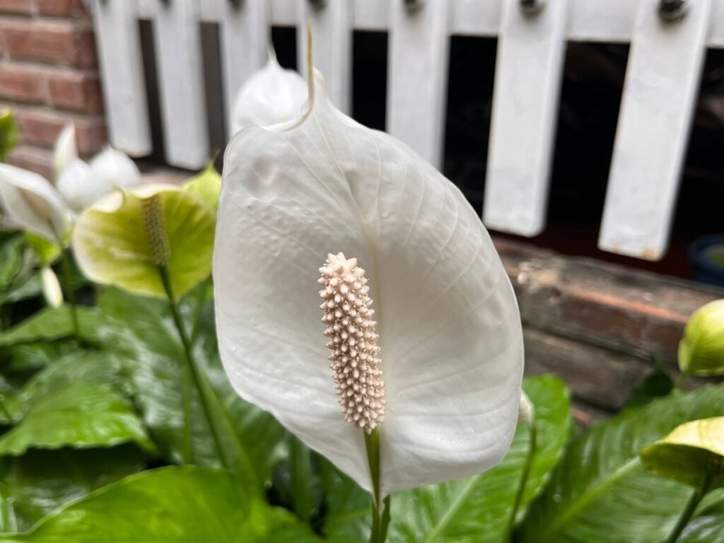 How to Grow Peace Lilies Outdoors Successfully How to Grow Peace Lilies Outdoors Successfully