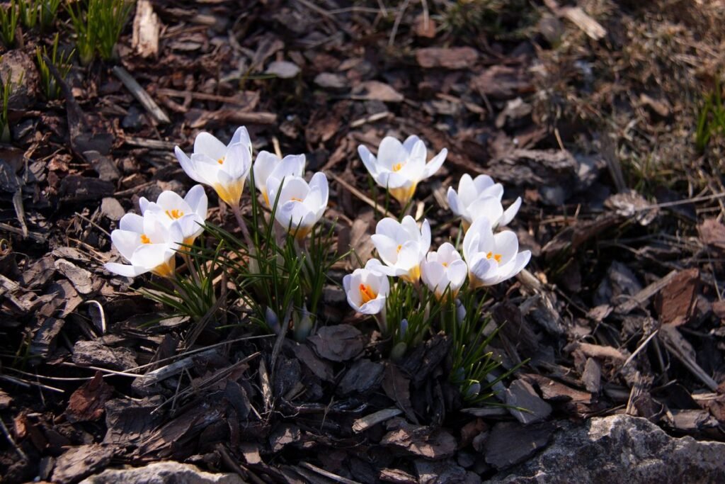 Best Mulch for Repelling Bugs in Your Garden Beds Best Mulch for Repelling Bugs in Your Garden Beds