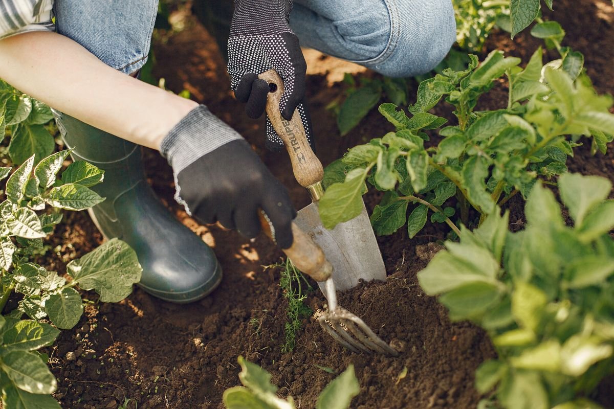 How to Get Rid of Mint Plants and Stop Invasive Spread