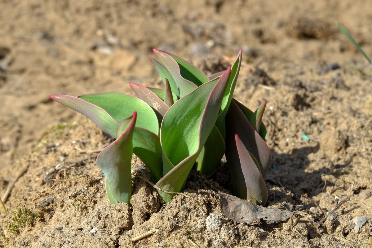 Can Perennials Grow Through Mulch Without Getting Damaged
