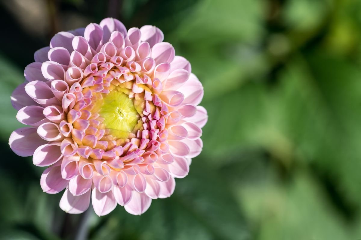 How Long Dahlias Bloom and Ways to Extend the Flowering Season