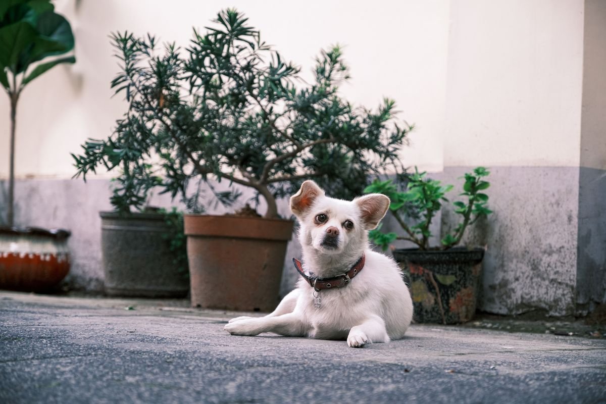Are Majesty Palms Toxic to Cats and Dogs