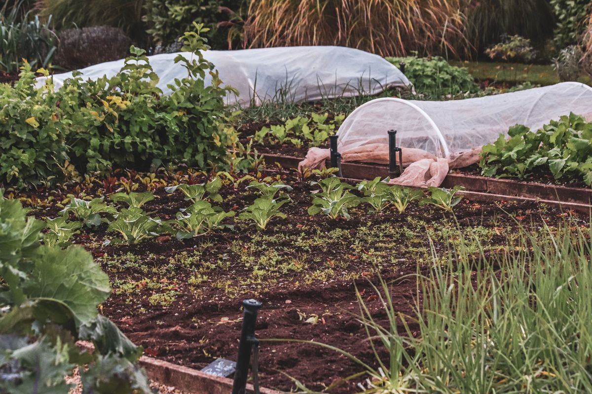 How to Design a Beautiful and Edible Salad Garden
