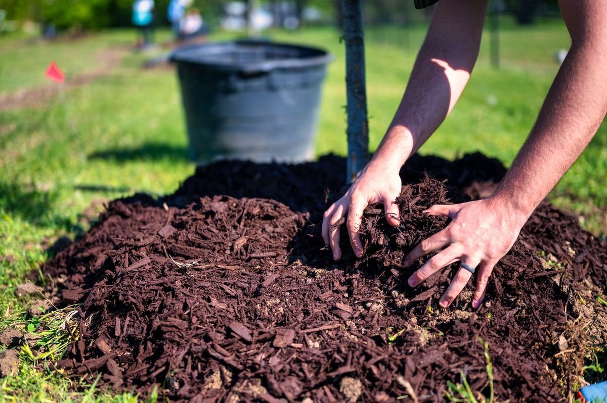 Can You Plant Flowers in Mulch and Keep Them Healthy