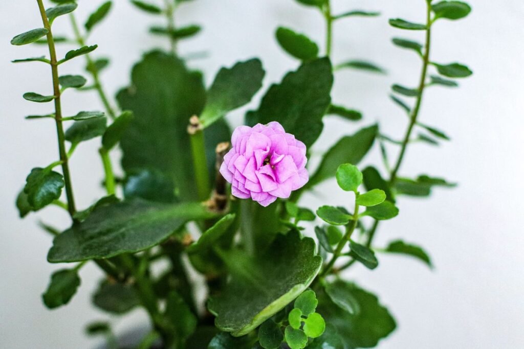 Why Kalanchoe Leaves Turn Red and How to Fix Them Why Kalanchoe Leaves Turn Red and How to Fix Them