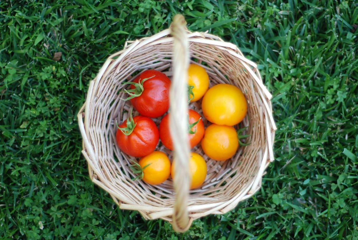 Why Tomatoes Split and How to Stop It
