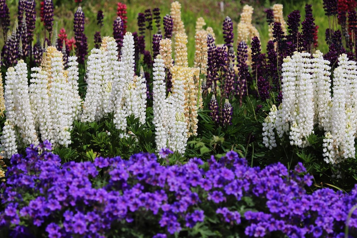 Will Mulch Stop Your Plants from Spreading in the Garden