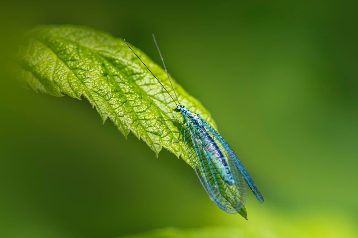 Attract Natural Predators to Your Garden for Easy Pest Control