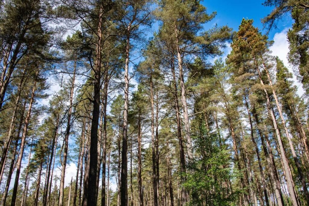 Remarkable Benefits of Planting Pine Trees on Your Property Remarkable Benefits of Planting Pine Trees on Your Property