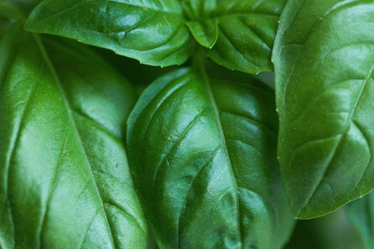 How to Plan and Grow Your Own Backyard Pizza Garden