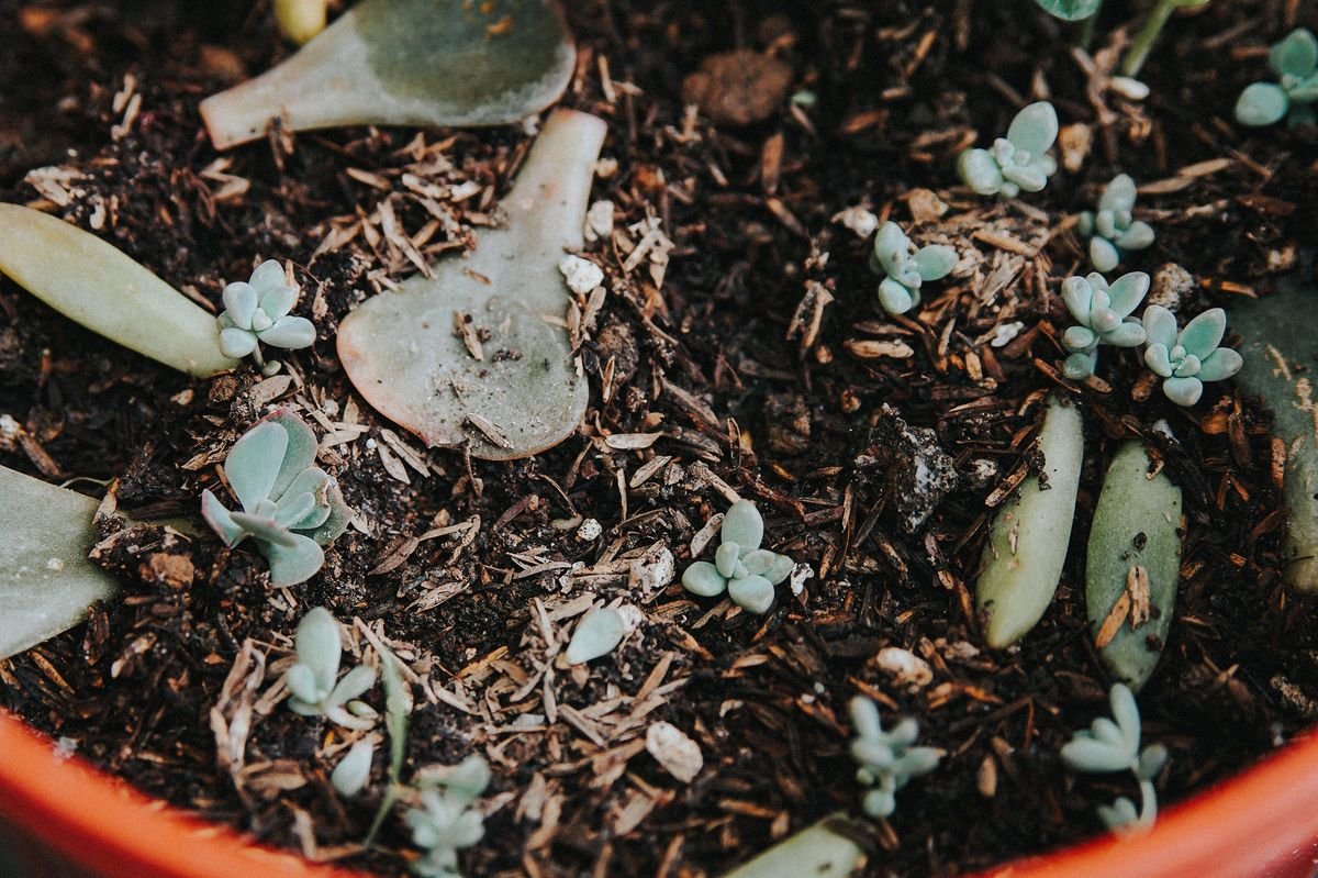 How to Fix a Kalanchoe Growing Too Tall and Leggy
