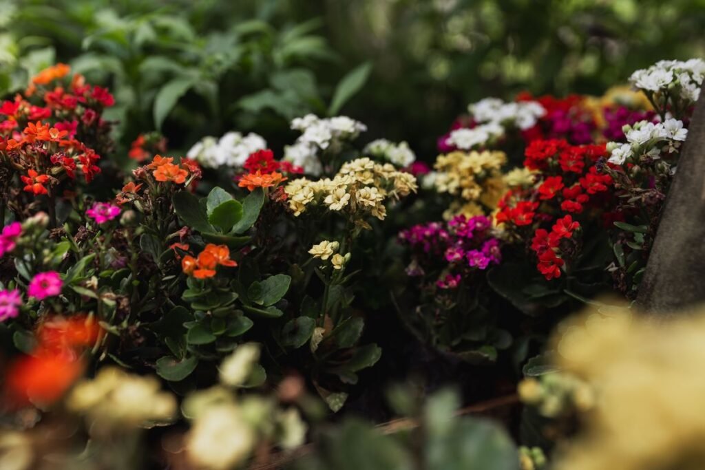 Can You Plant Kalanchoe Outside
