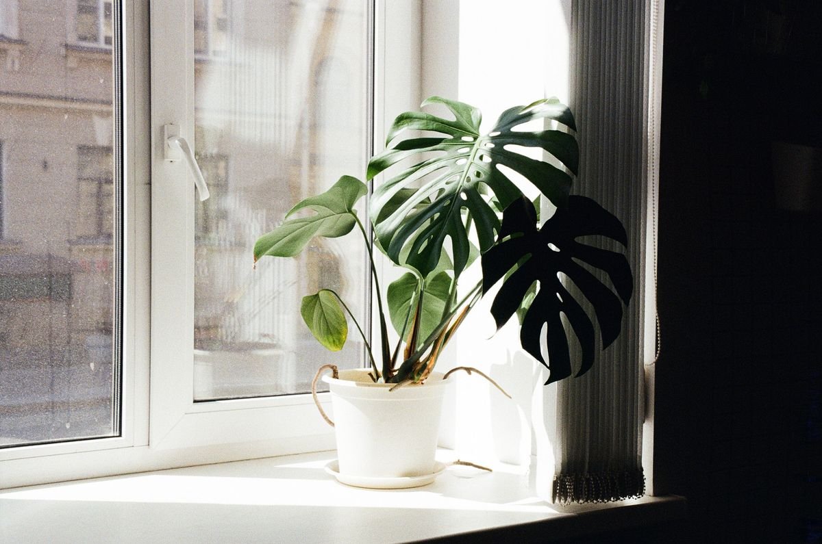 Why Is My Monstera Dripping Water and How to Fix It