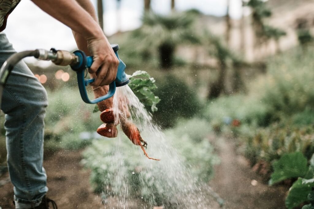 A Beginner Guide to Growing Your Own Healthy Food