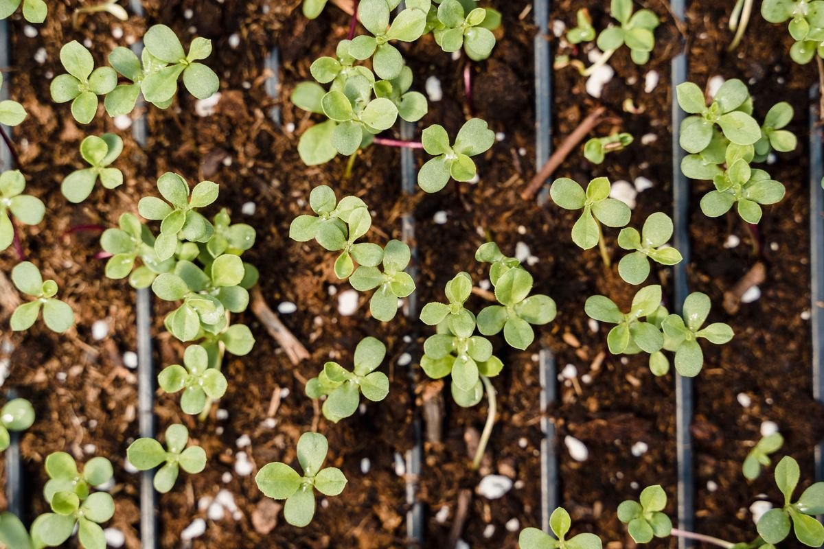Can Perennials Grow Through Mulch Without Getting Damaged