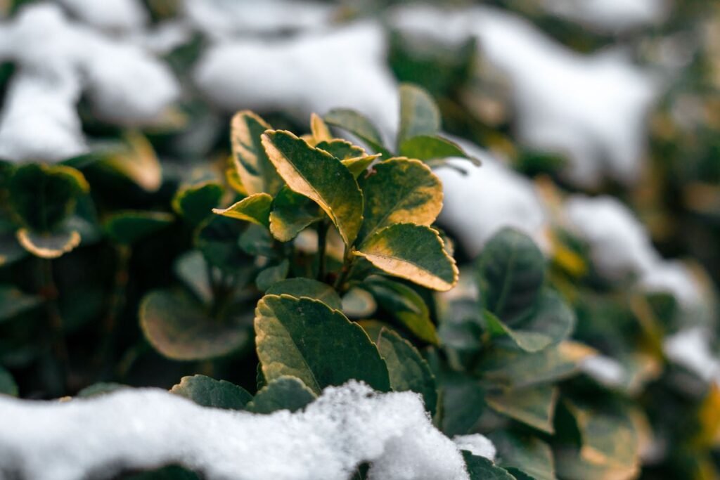 Best Cold Hardy Crops for Your Winter Vegetable Garden Best Cold Hardy Crops for Your Winter Vegetable Garden