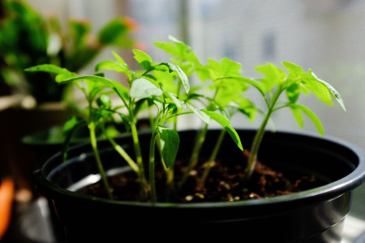 Do Plants Need Darkness to Grow and Stay Healthy
