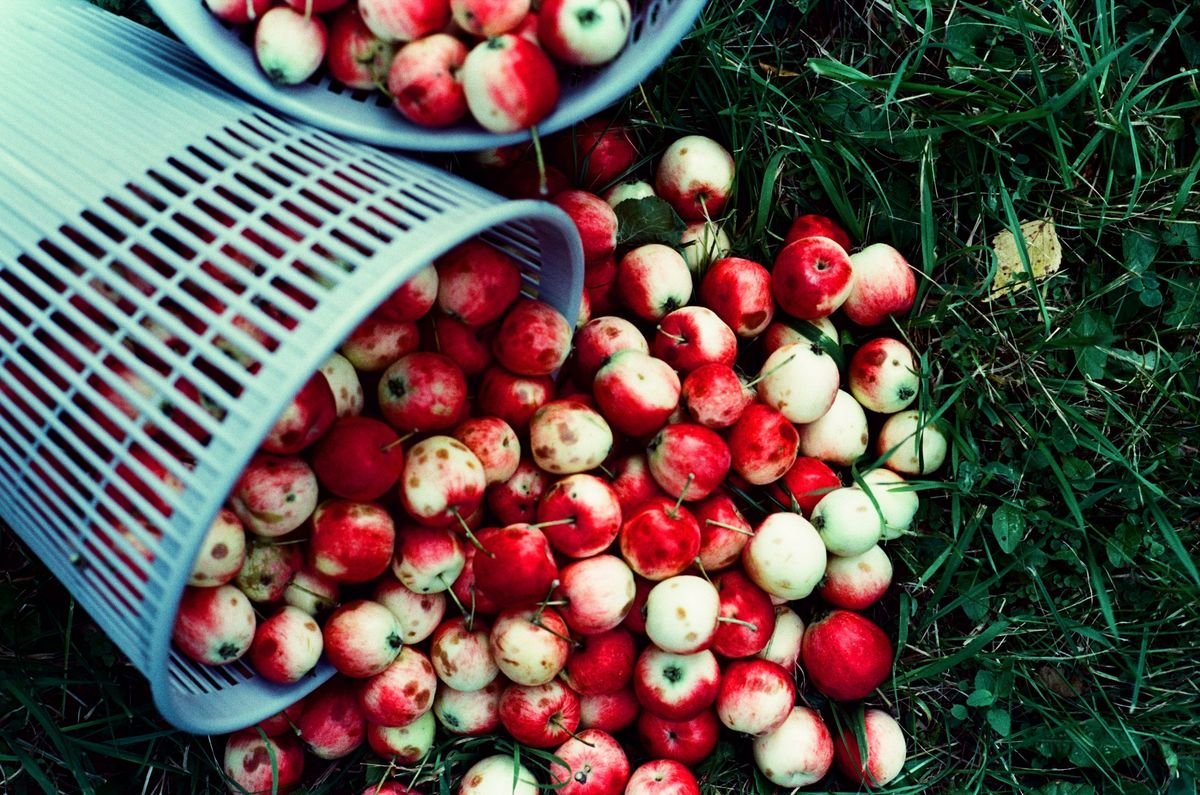 Crabapple vs Apple Tree Differences and Growing Guide