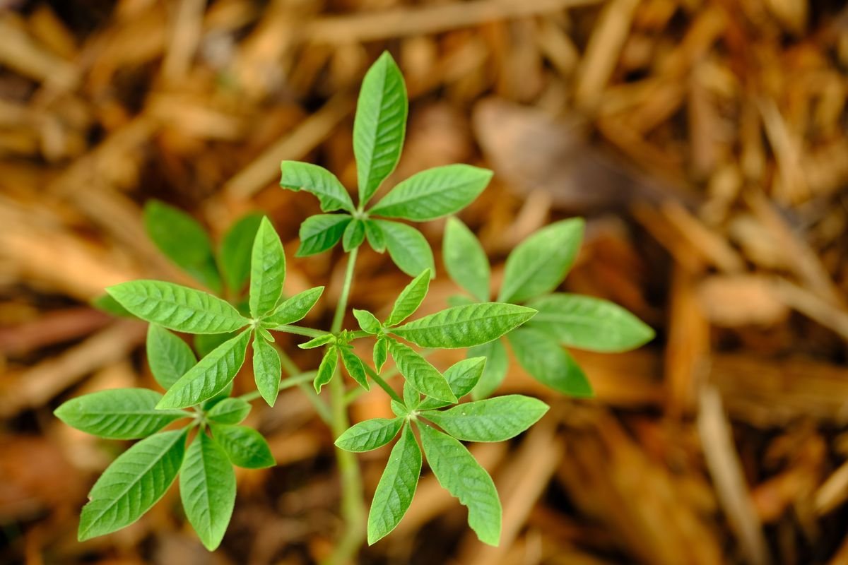 How to Harden Off Seedlings for Garden Success