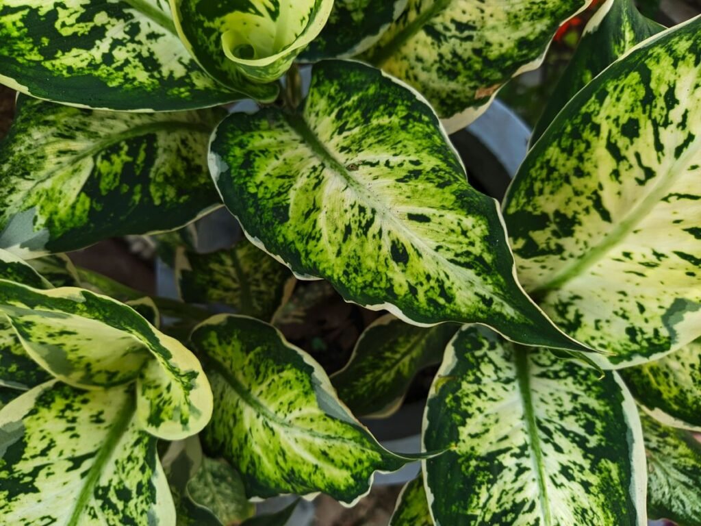 Great Plants That Look or Behave Like Dieffenbachia Great Plants That Look or Behave Like Dieffenbachia