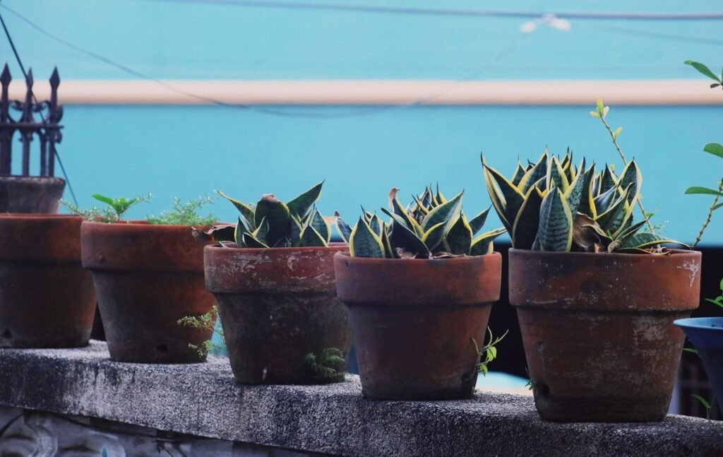 The Best Soil for Snake Plants and How to Make Your Own Mix The Best Soil for Snake Plants and How to Make Your Own Mix