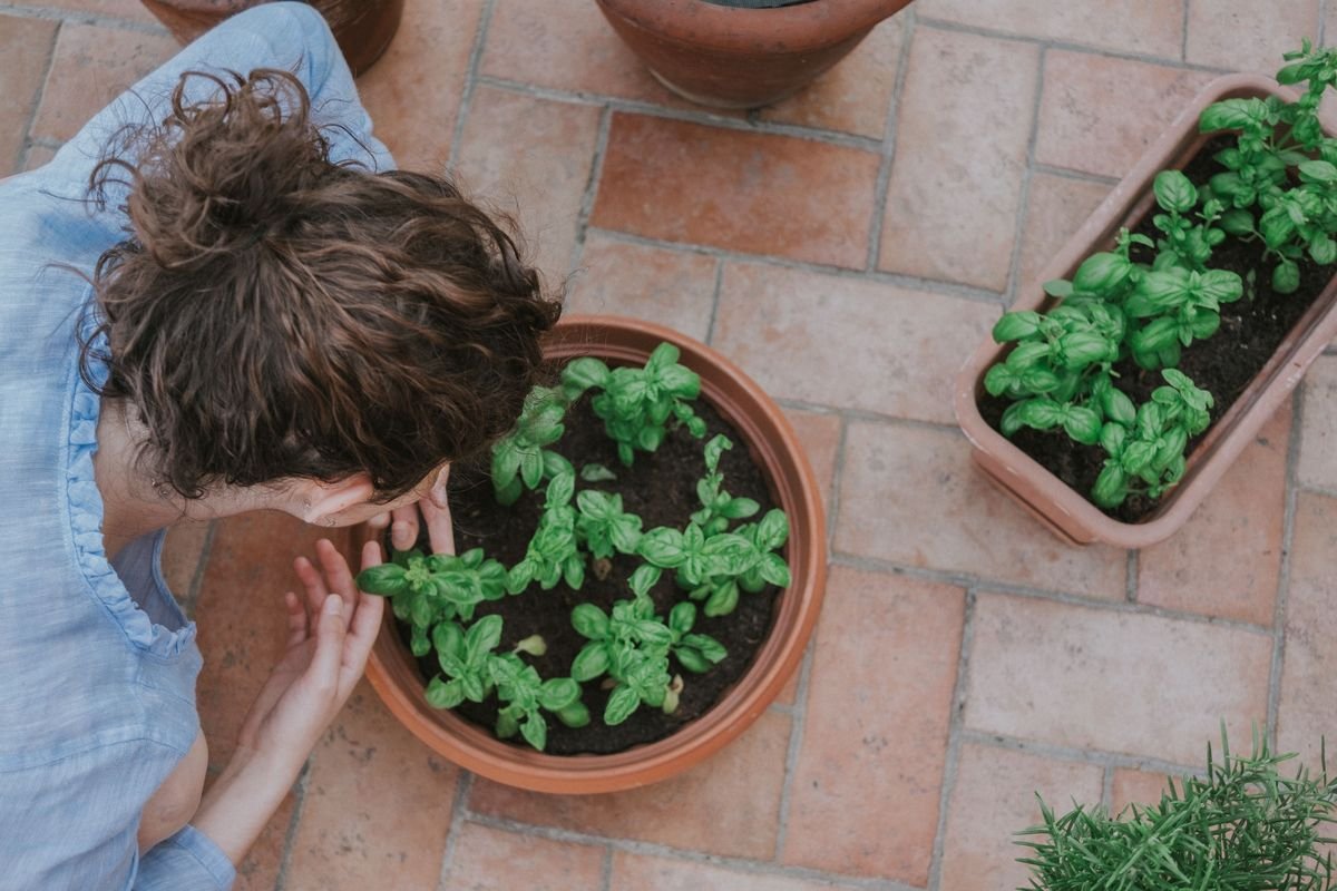 How to Get Rid of Mint Plants and Stop Invasive Spread