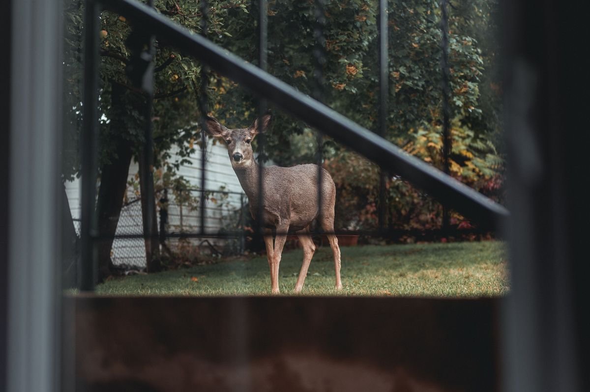 Do Deer Eat Boston Ferns and How to Keep Your Garden Safe