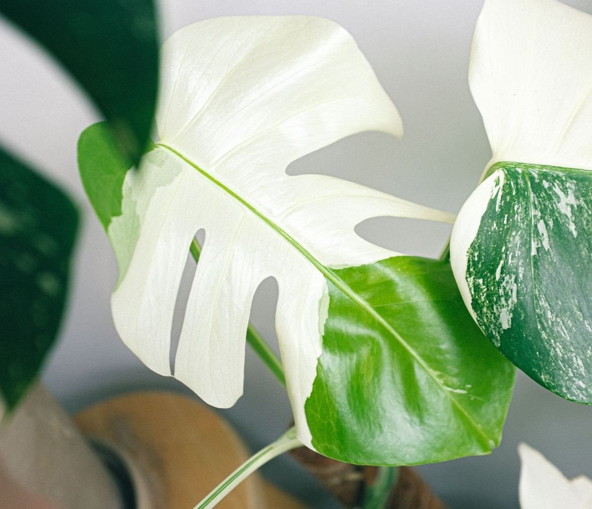 Are Monstera Plants Safe for Dogs and How to Protect Your Pup