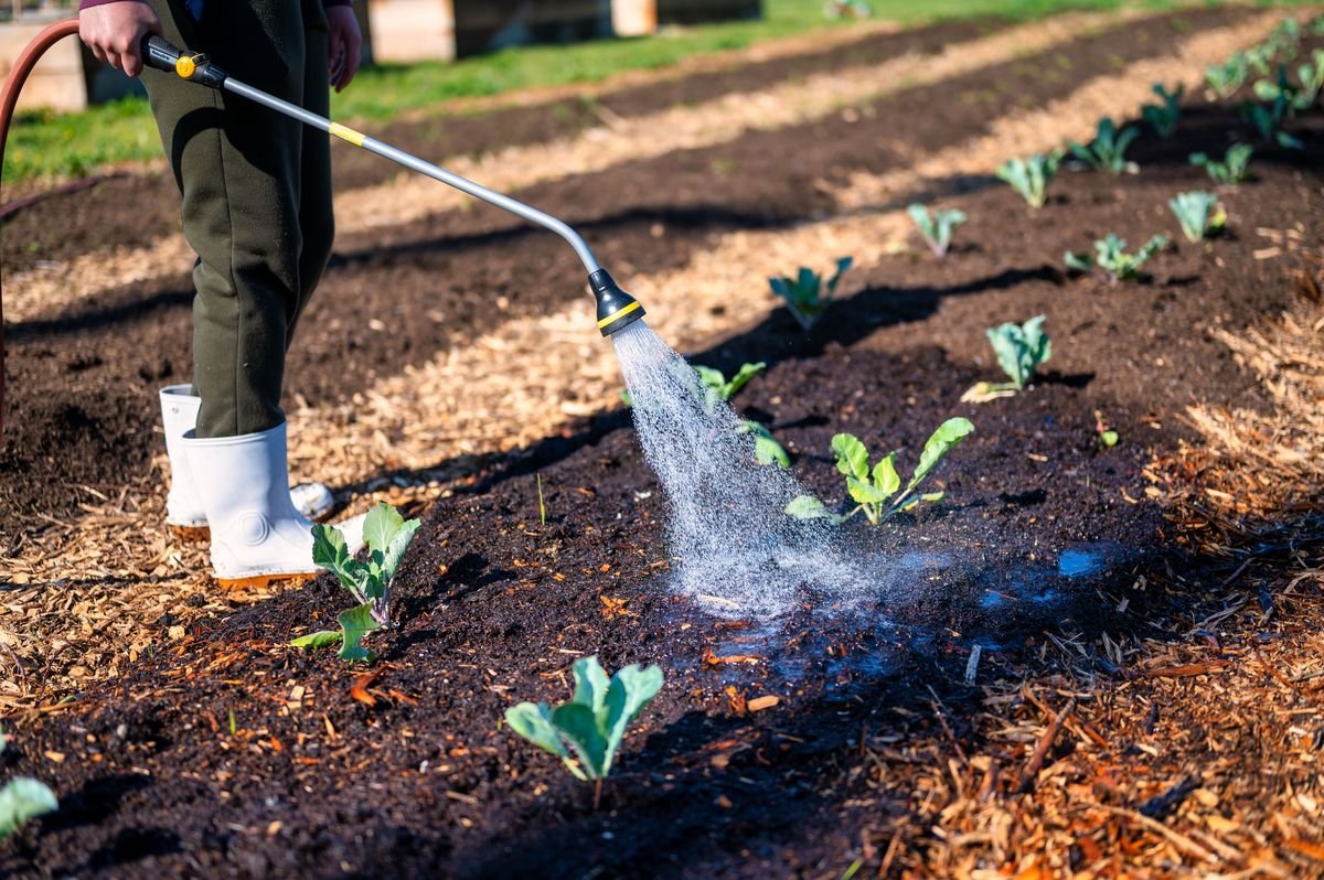 Why Your Bush Beans Stopped Growing and How to Fix Them