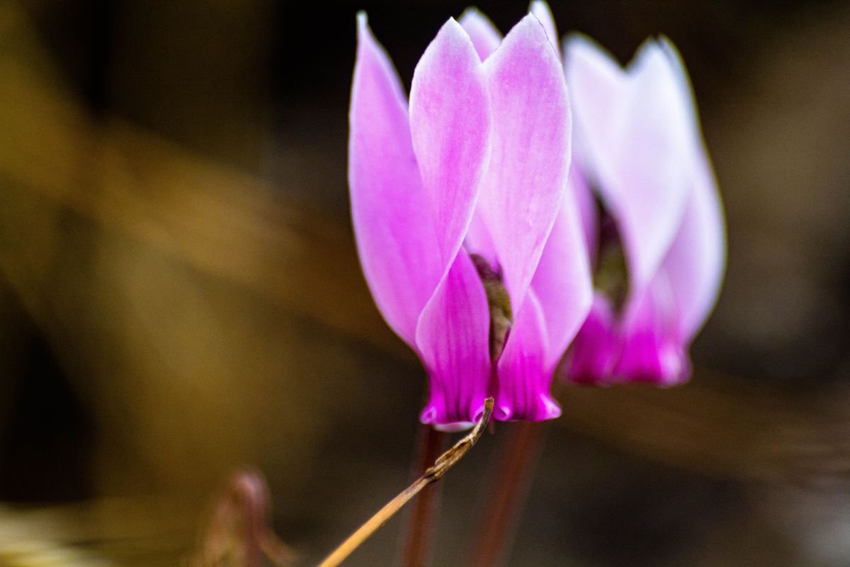 How Long Do Cyclamen Last and How to Keep Them Alive for Years