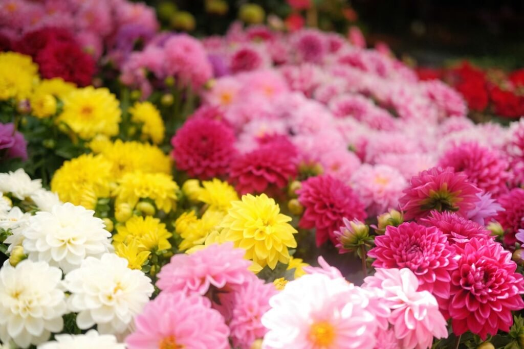 How Long Dahlias Bloom and Ways to Extend the Flowering Season How Long Dahlias Bloom and Ways to Extend the Flowering Season