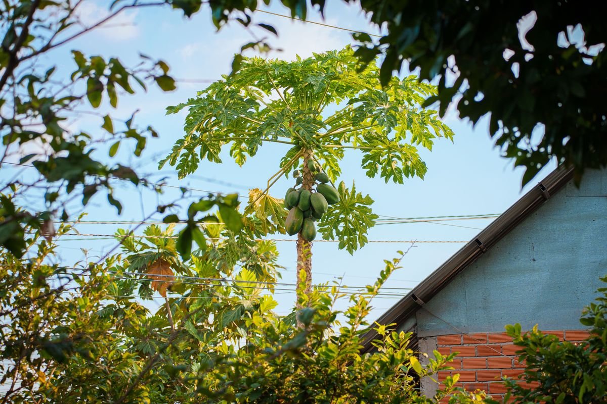 How to Grow a Cherry Tree From a Pit
