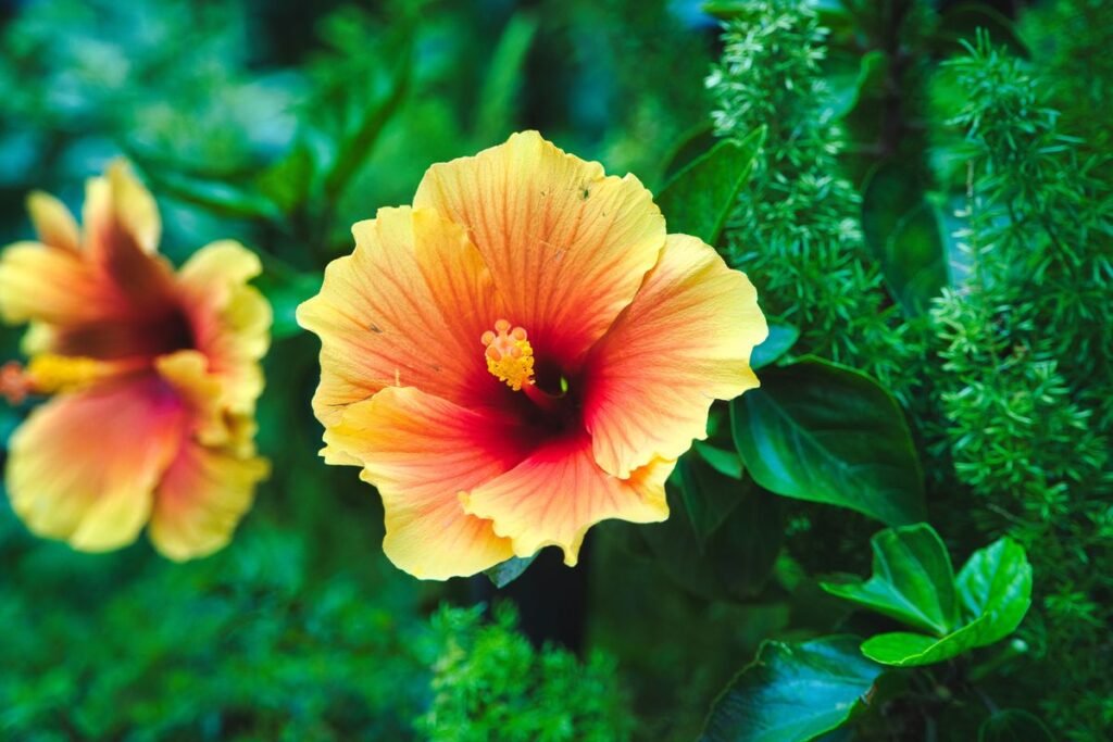 Why Hibiscus Leaves Turn Yellow and How to Fix Them Why Hibiscus Leaves Turn Yellow and How to Fix Them