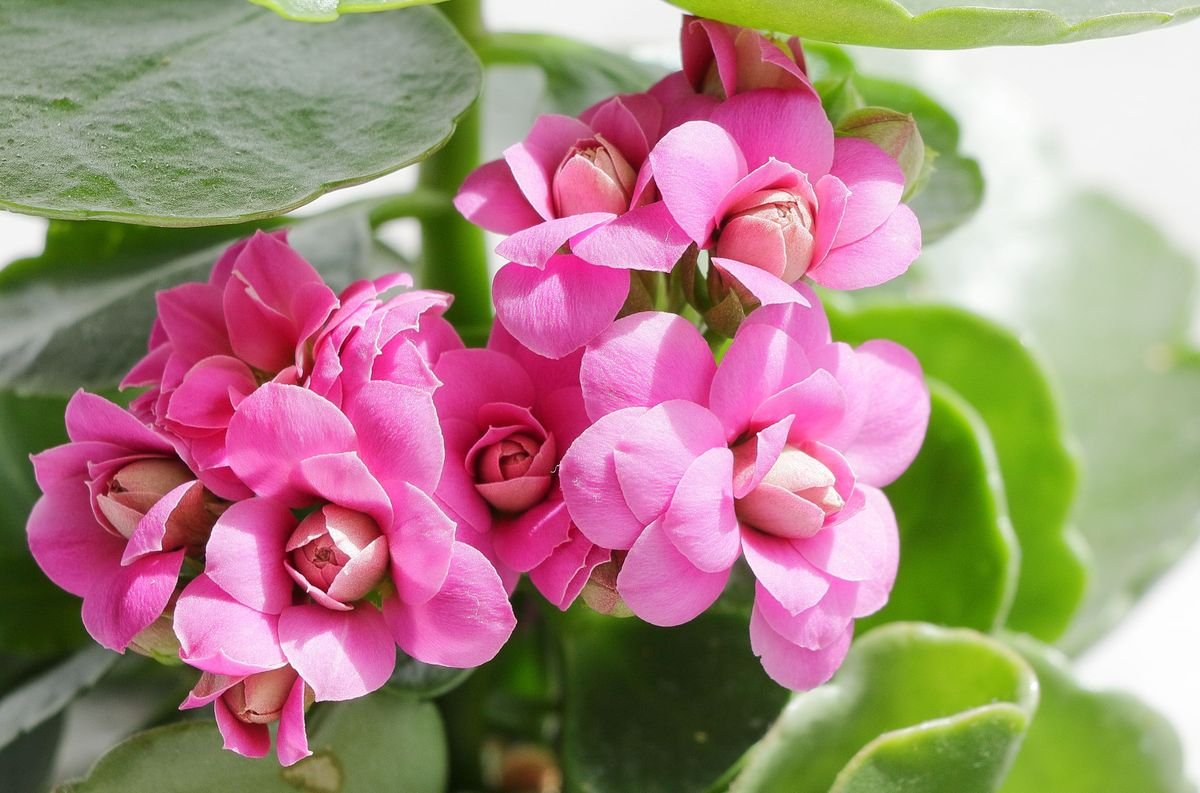 Kalanchoe and Calandiva Plant Differences and Care