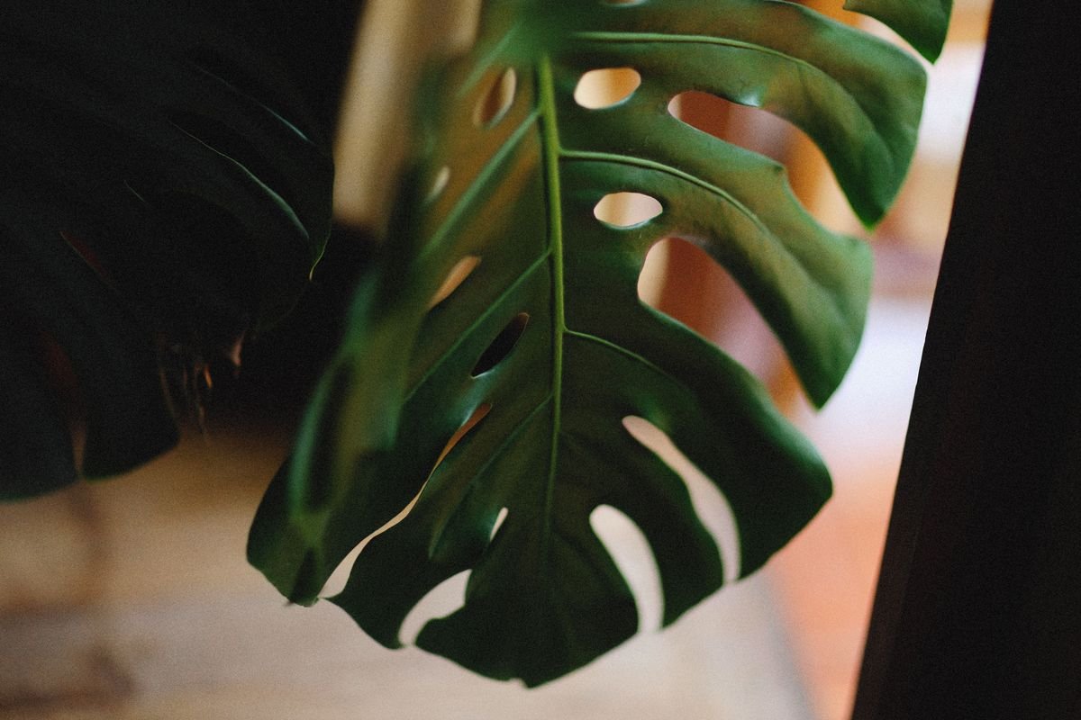 Monstera vs Mini Monstera Guide to Plant Differences and Care